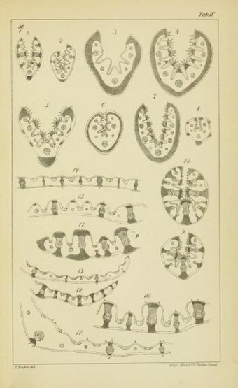 Monographia Festucarum europaearum