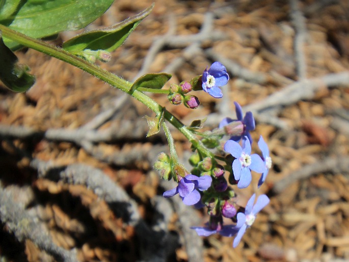 Hackelia nervosa