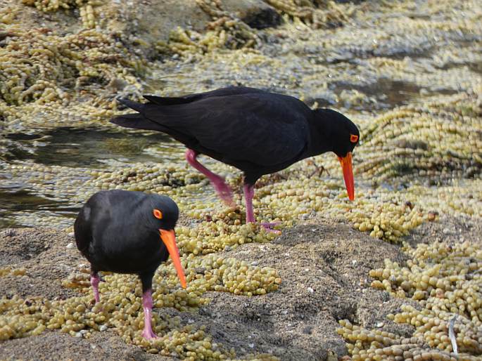 Haematopus fuliginosus, ústřičník australský