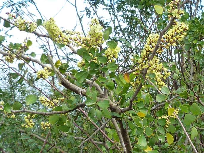 Haematoxylum campechianum