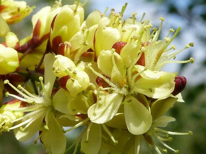 Haematoxylum campechianum