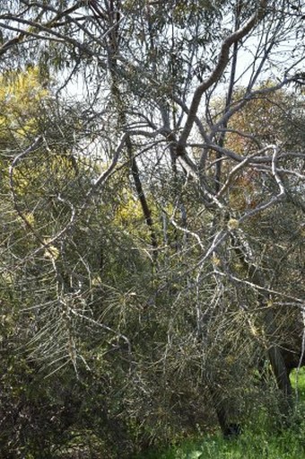 Hakea recurva