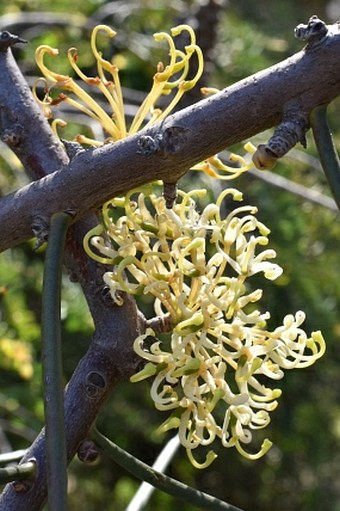 Hakea recurva