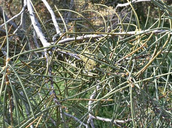 Hakea recurva