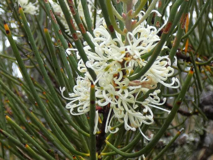 Hakea lissosperma