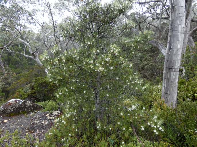 Hakea lissosperma