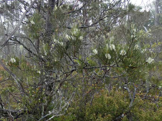 Hakea lissosperma