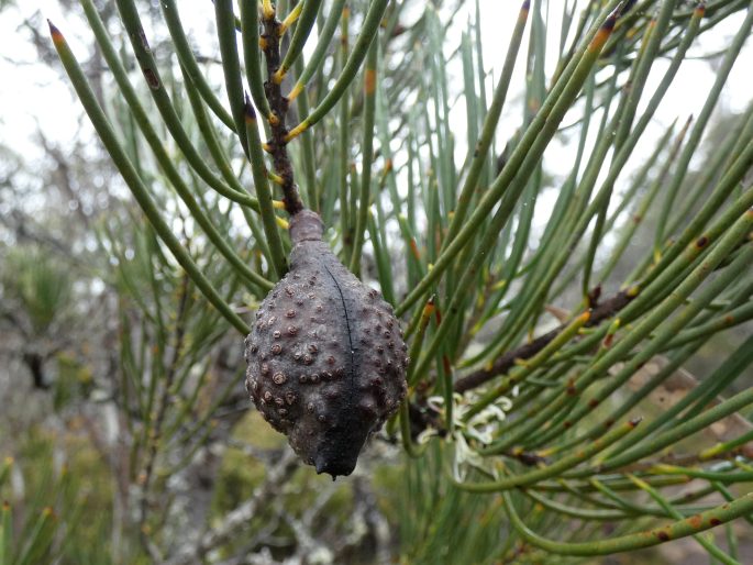 Hakea lissosperma