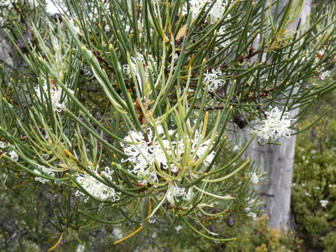 Hakea lissosperma