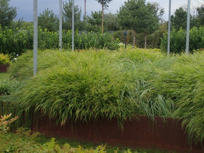 Hakonechloa macra