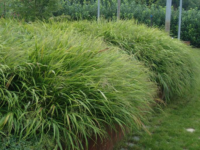 Hakonechloa macra