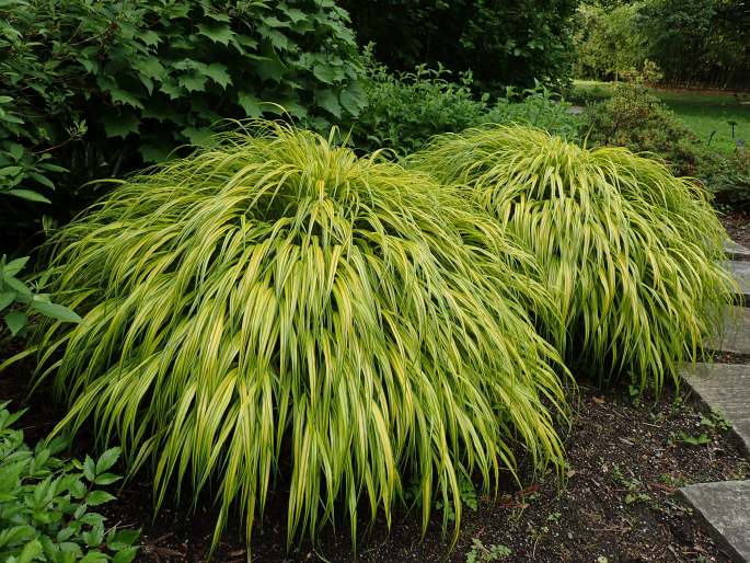 Hakonechloa macra