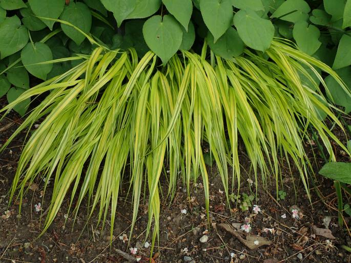 Hakonechloa macra