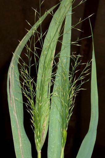 Hakonechloa macra