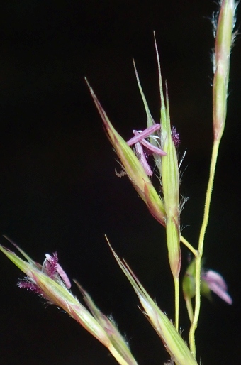 Hakonechloa macra