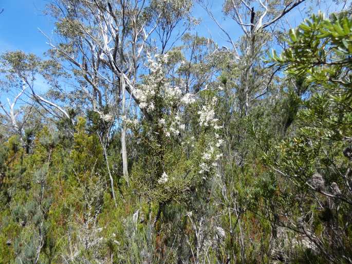 Hakea teretifolia