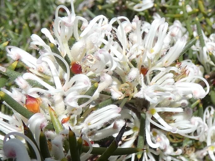 Hakea teretifolia