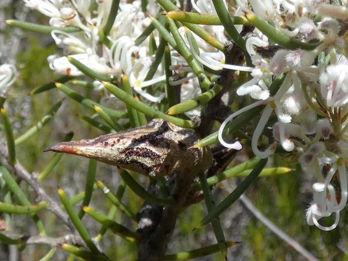 Hakea teretifolia