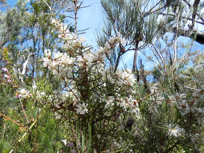 Hakea teretifolia