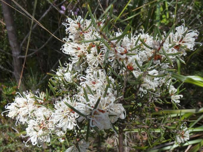 Hakea teretifolia