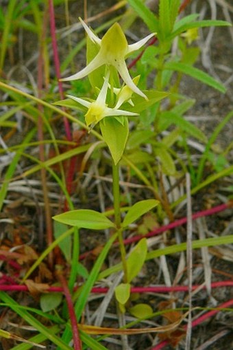 Halenia corniculata