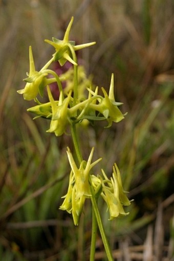 Halenia taruga-gasso