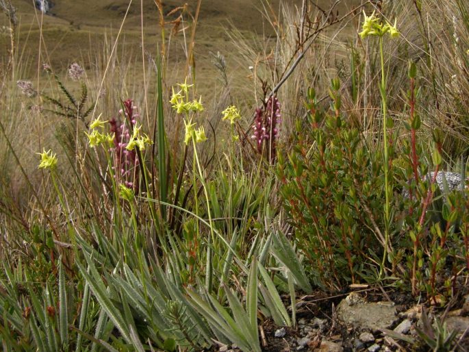 Halenia taruga-gasso