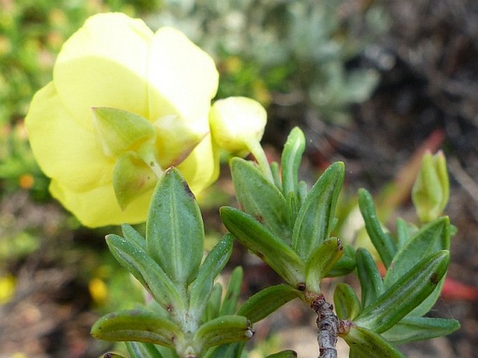 Halimium calycinum