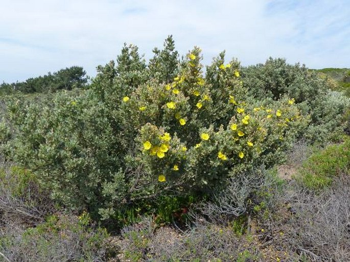 Halimium halimifolium subsp. multiflorum