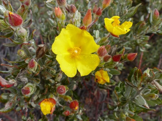 Halimium alyssoides