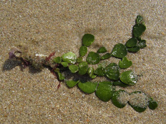 Halimeda cuneata