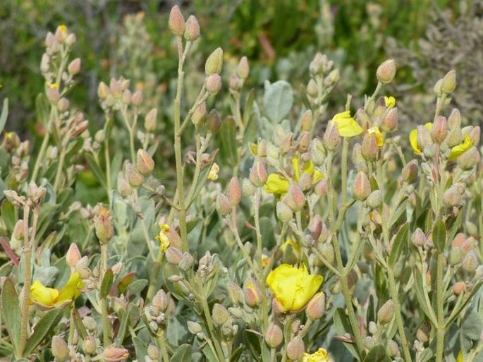 Halimium halimifolium subsp. multiflorum