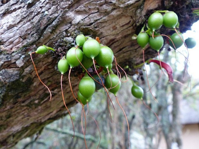 Halleria lucida