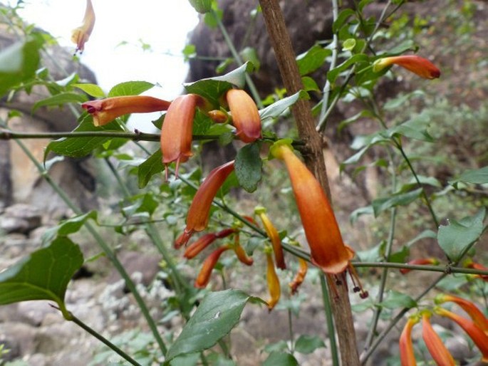 Halleria lucida