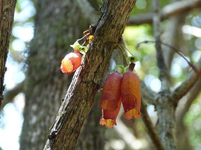 Halleria ligustrifolia