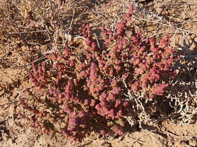 Halopeplis perfoliata