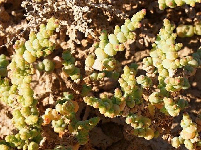 HALOPEPLIS PERFOLIATA (Forssk.) Bunge ex Ung.-Sternb. | BOTANY.cz