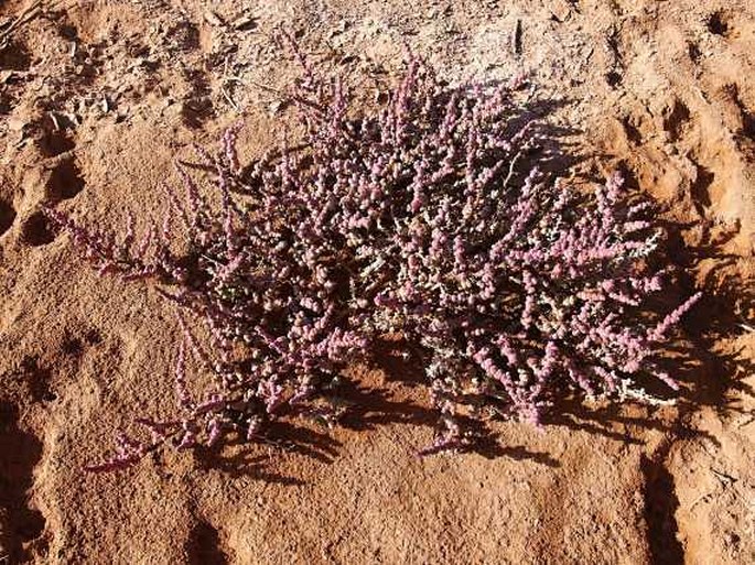 Halopeplis perfoliata