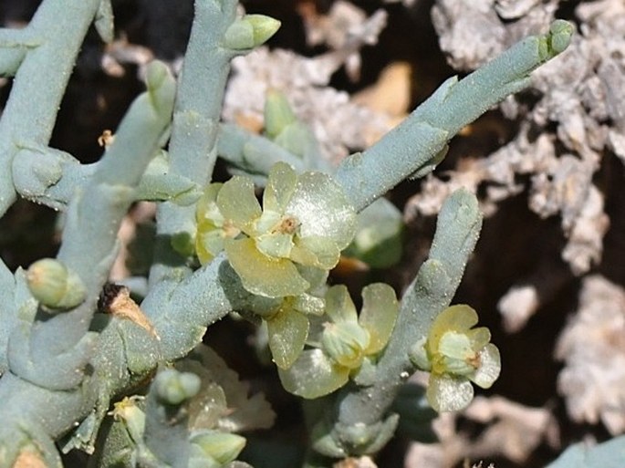 HALOTHAMNUS BOTTAE Jaub. et Spach