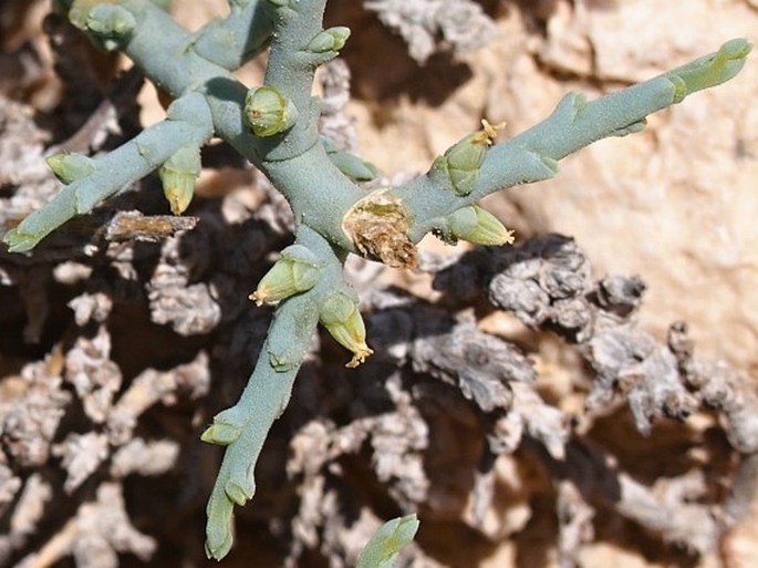 Halothamnus bottae