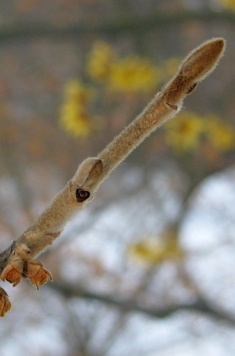 Hamamelis mollis