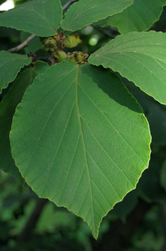 Hamamelis mollis