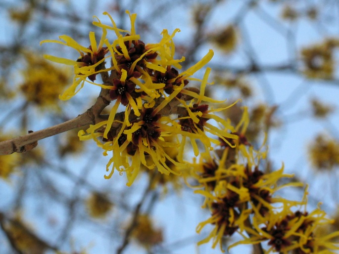 Hamamelis mollis