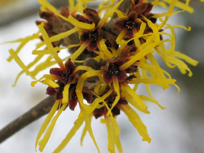 Hamamelis mollis