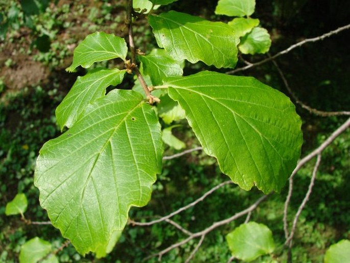 Hamamelis virginiana