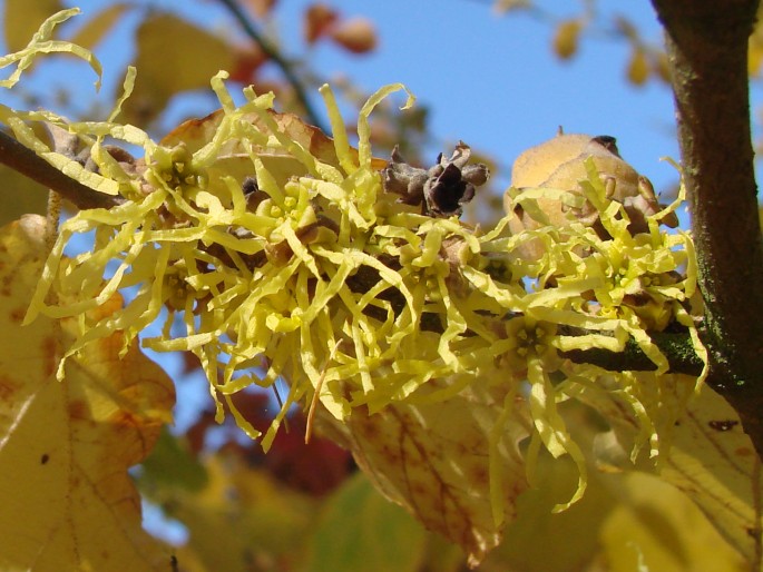 Hamamelis vernalis - Wikipedia