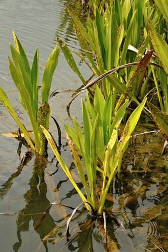 Hanguana malayana