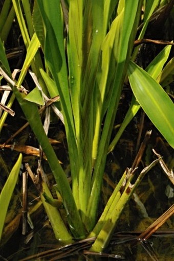 Hanguana malayana