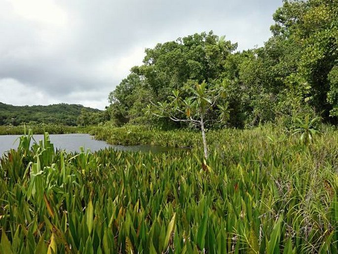 Hanguana malayana