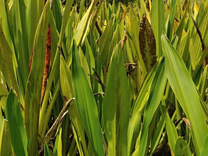 Hanguana malayana